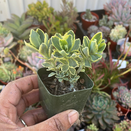 Sedum Autumn Charm
