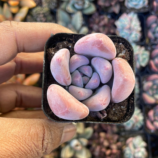 Pachyphytum Oviferum Variety Succulent - Pink