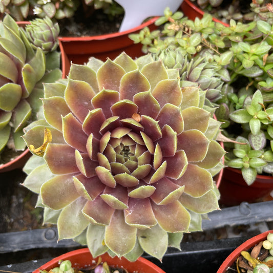 Sempervivum “Booth’s Red’ succulent