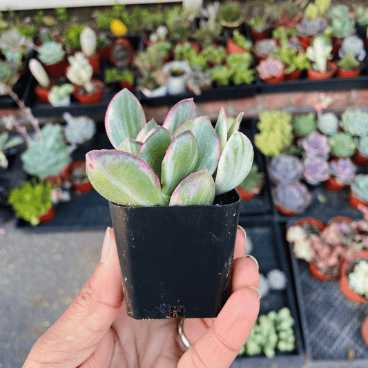 Variegated Jade