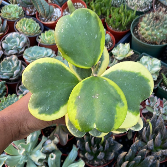 Variegated Hoya Kerri