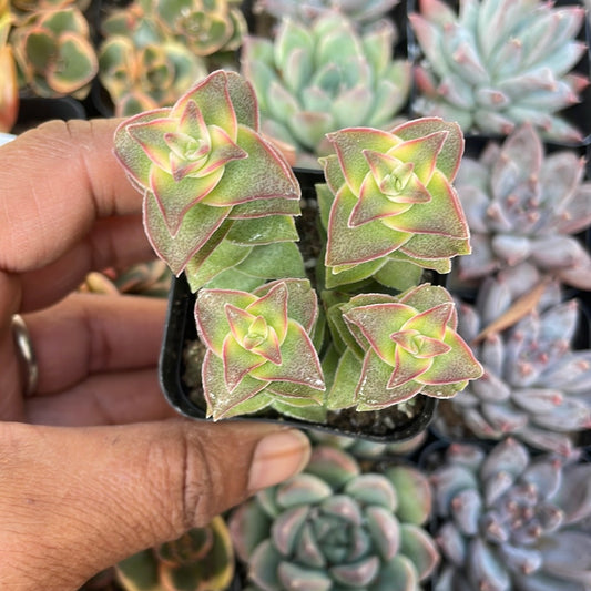 Variegated String of Buttons Crassula Perforata Succulent