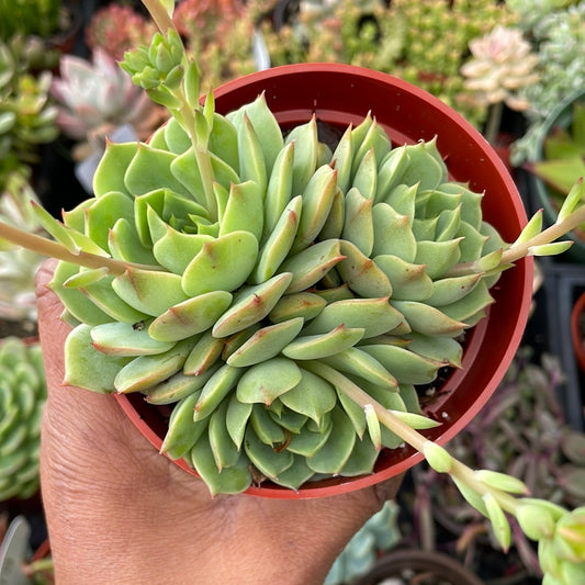 Echeveria Ramilette Cluster