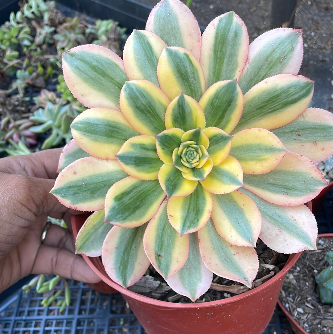 echeveria sunburst succulent Aeonium Sunburst – Just Succ It