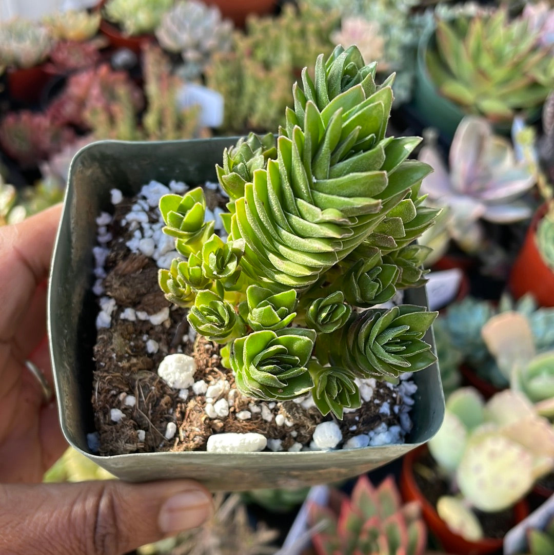 Buddha Temple Crassula