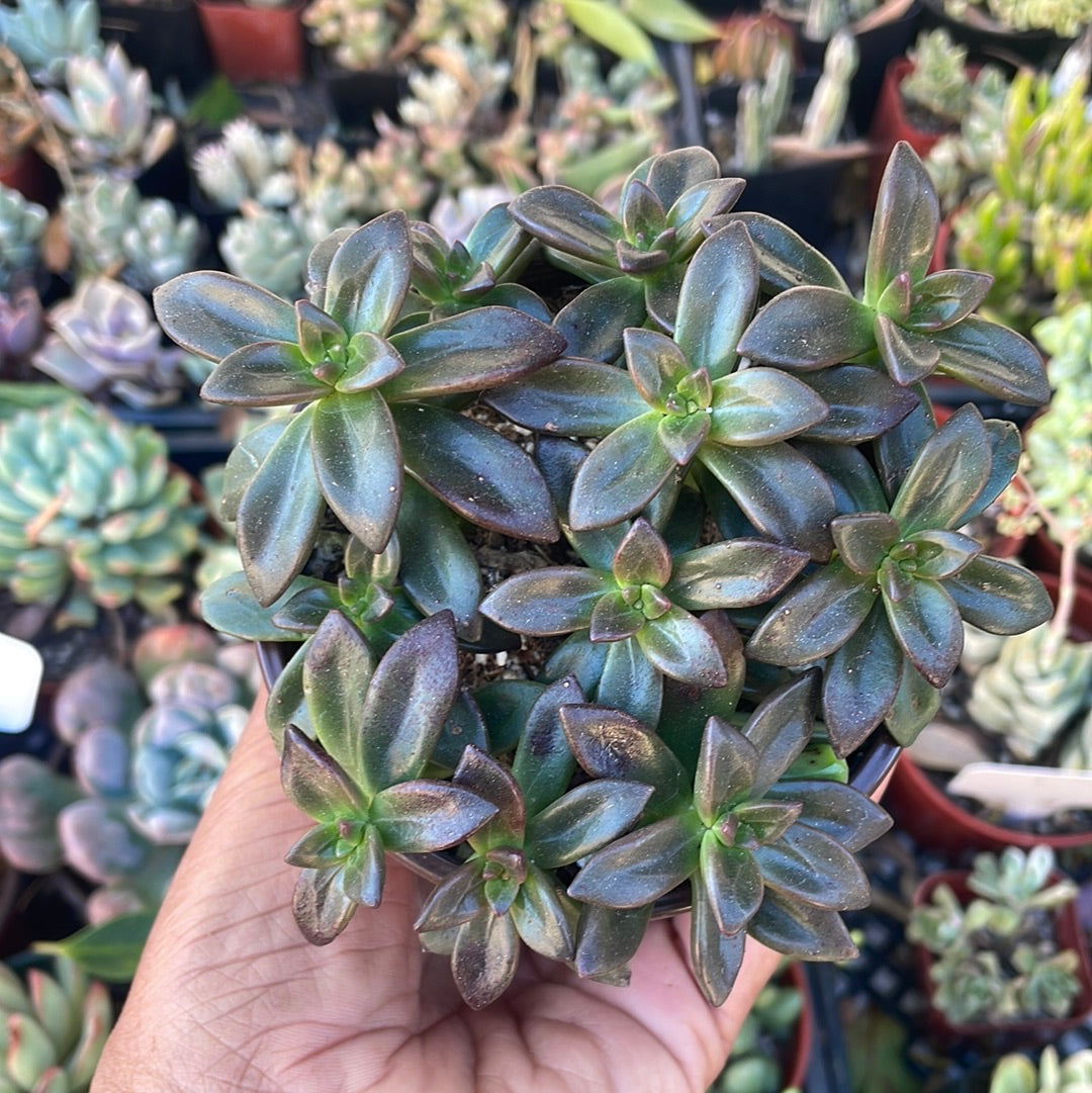 Sedeveria 'Sorrento’