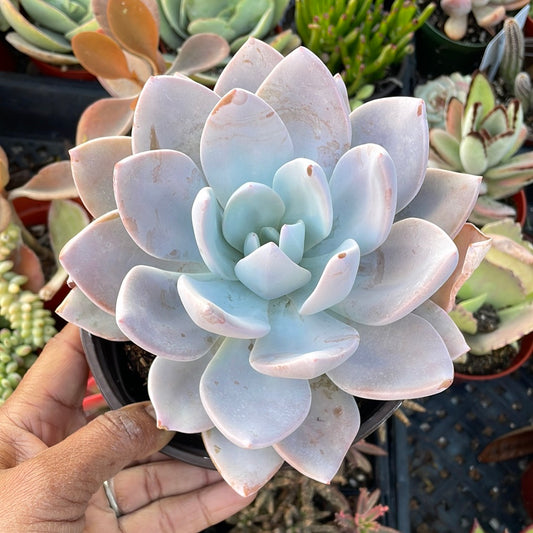 Graptoveria ‘Platinum’