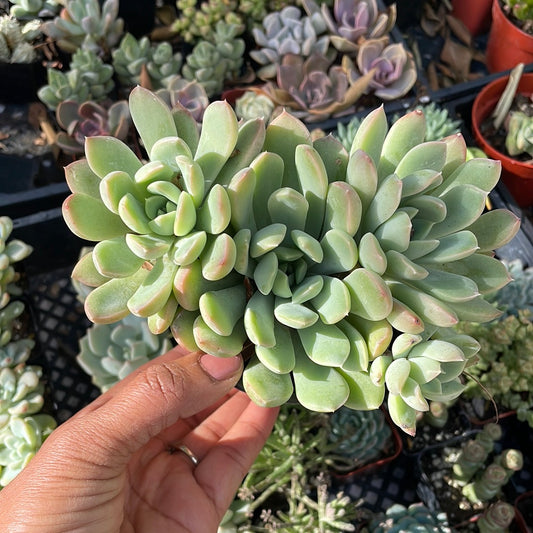 Echeveria variety cluster