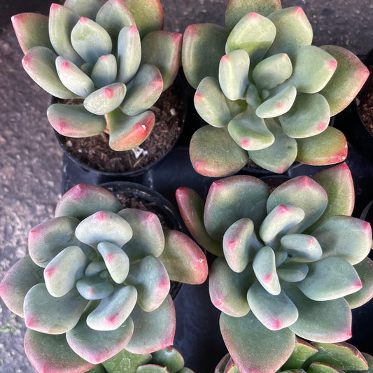 Pachyveria ‘Royal flush’