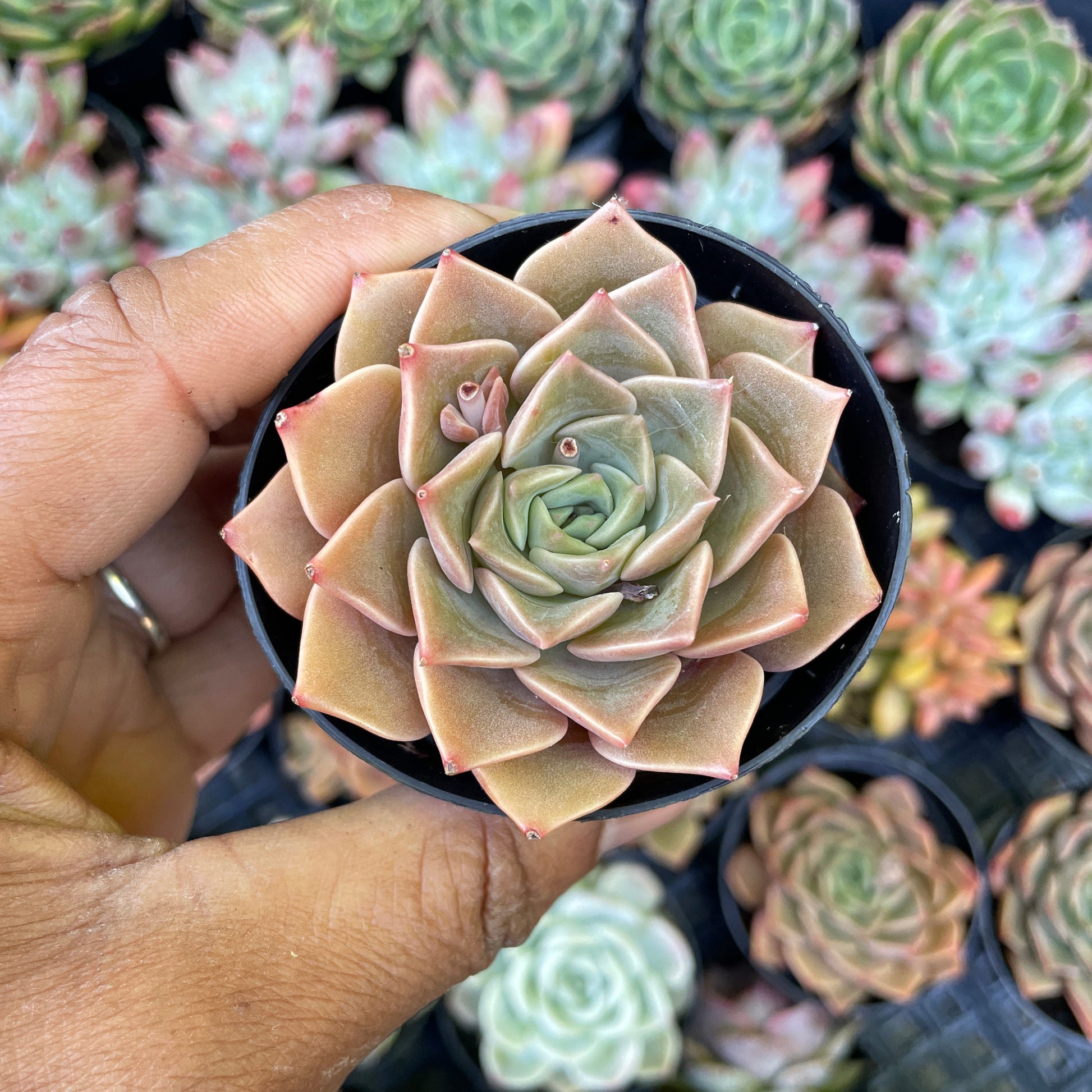 tasha succulent Echeveria Tasha Succulent