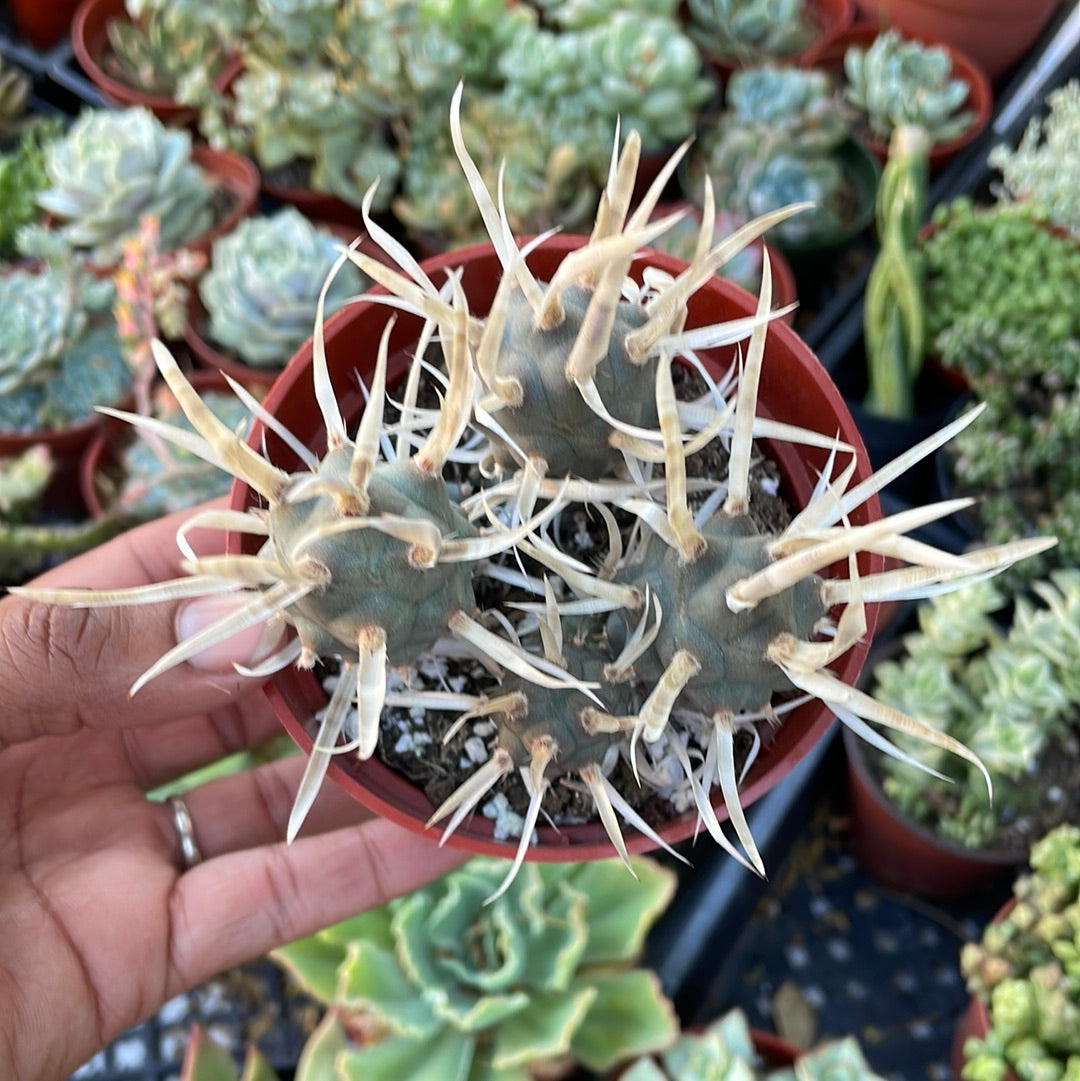 Tephrocactus - Paper Cactus