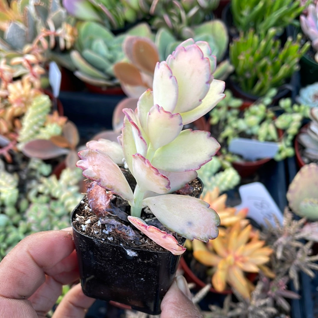 Kalanchoe ‘Stained Glass’