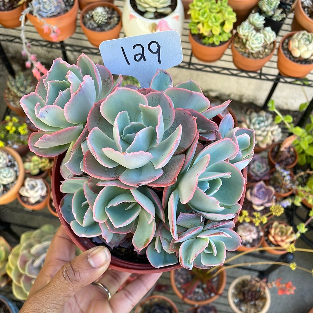 6 Inch Succulents