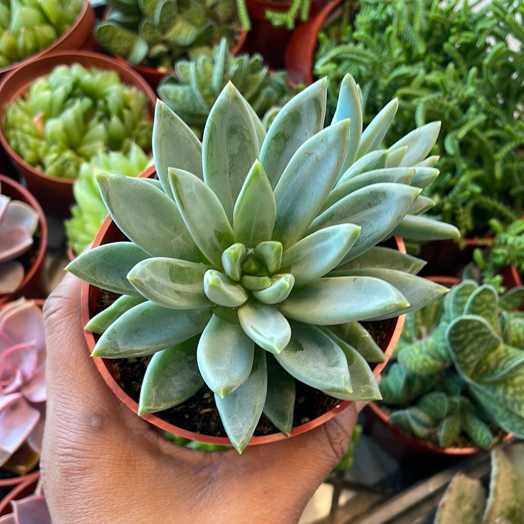 Pachyveria Glauca- Little Jewe