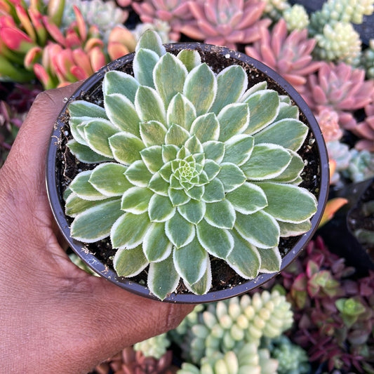 Aeonium Emerald Ice Succulent