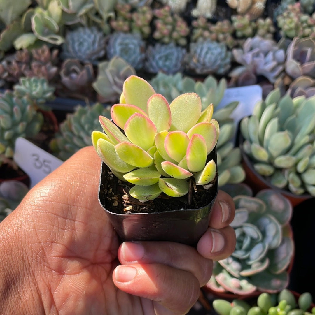 Crassula swaziensis Variegata 'Money Maker’