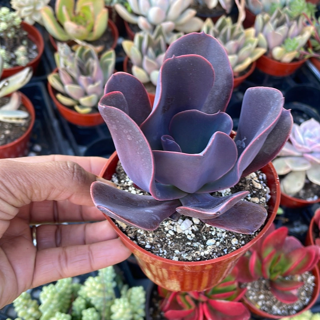 Echeveria Hortencia Succulent