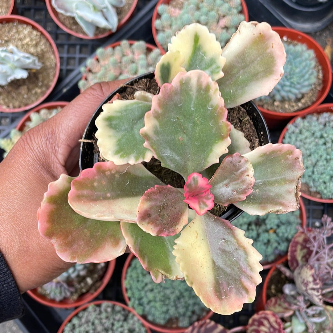 Kalanchoe ‘Fire rainbow’