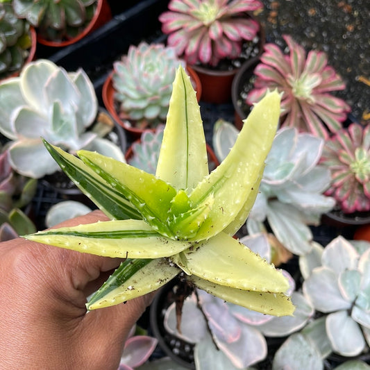 Golden Tooth Aloe - Variegated loe nobilis