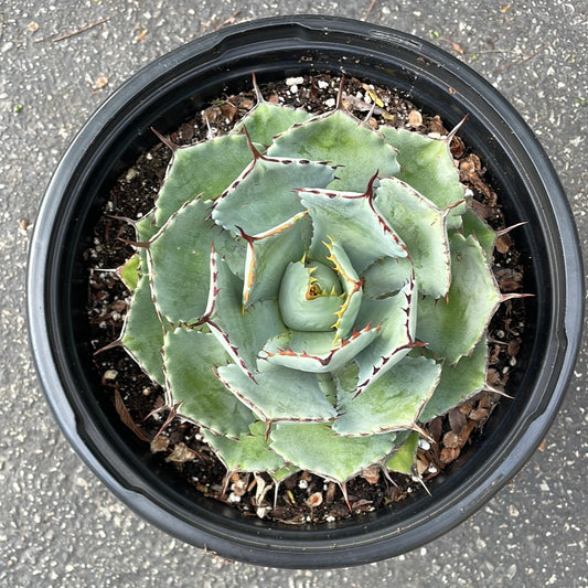 Agave Potatorum Succulent