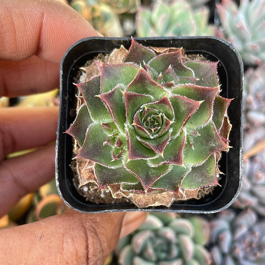Sempervivum heuffelii var Cold Hardy Succulent