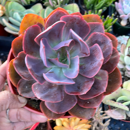 Echeveria ‘Red Prince’ Succulent