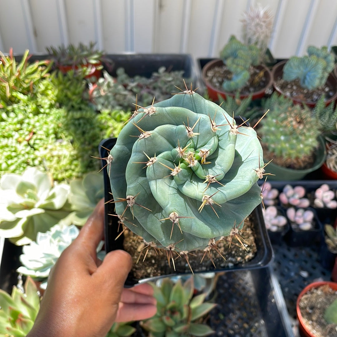 Spiral Cactus