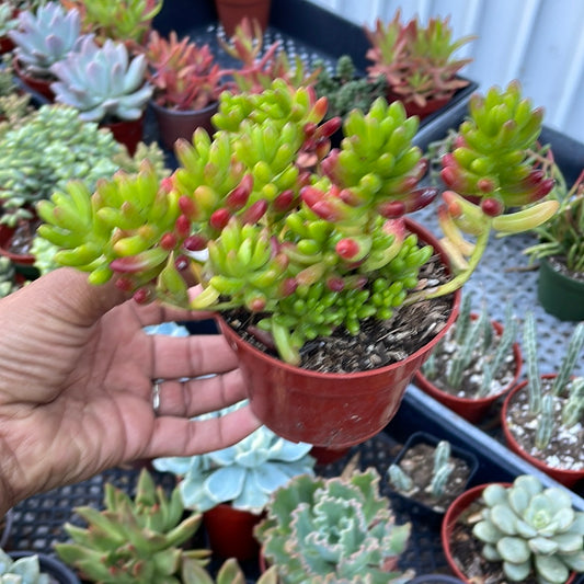 Sedum Rubrotinctim - (fragile leaves)