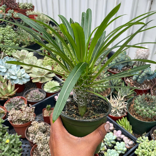 Pachypodium - Madagascar Palm