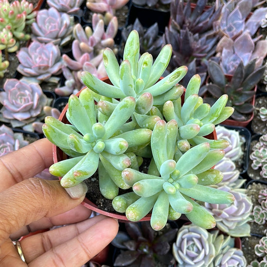 Sedum pachyphyllum - Blue Jelly Bean