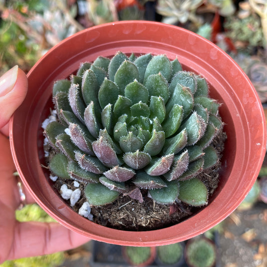 Sempervivum variety