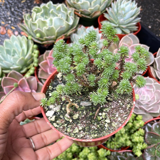 Miniature Joshua Tree - Sedum multiceps