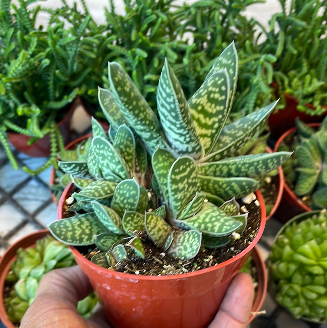 Ox Tongue/Lawyer’s Tongue - Gasteria