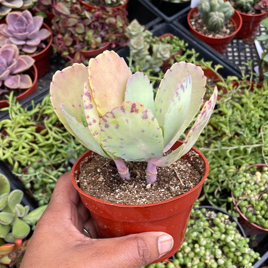 Kalanchoe mormorata