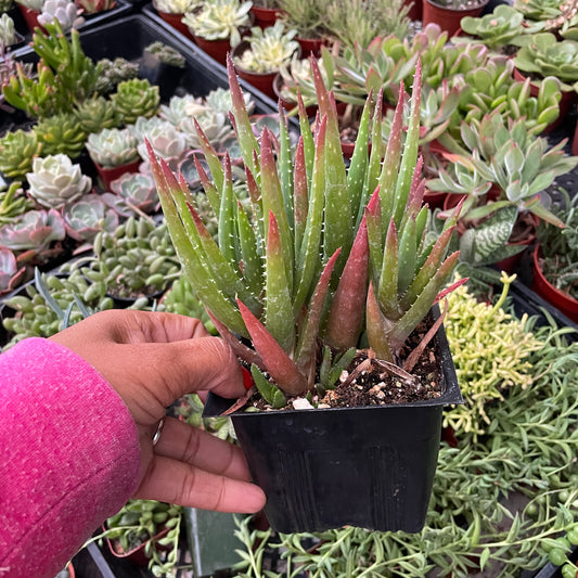 Aloe ‘Crosby’s Prolific’