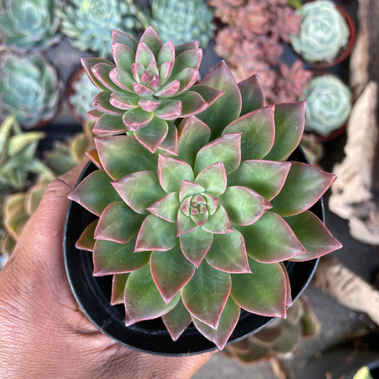 Taciveria ‘Solar Flare’