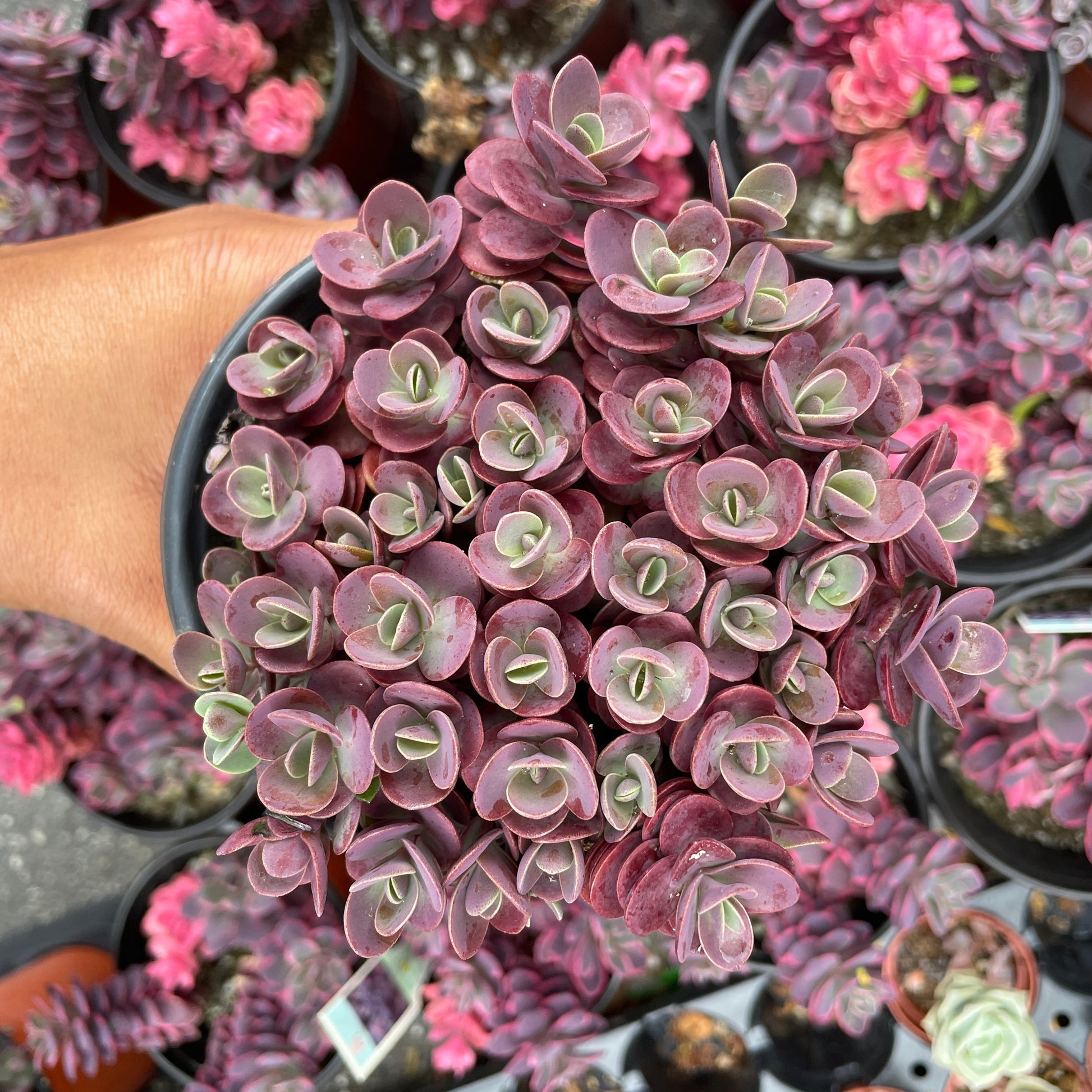 succulent tart Sedum Sunsparkler™️ “Cherry Tart” Succulent