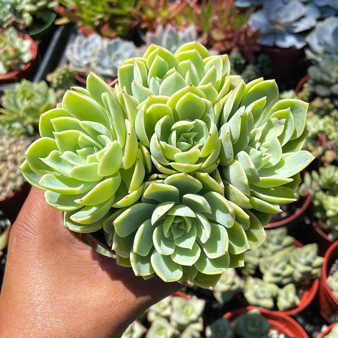 Echeveria Blue Atoll