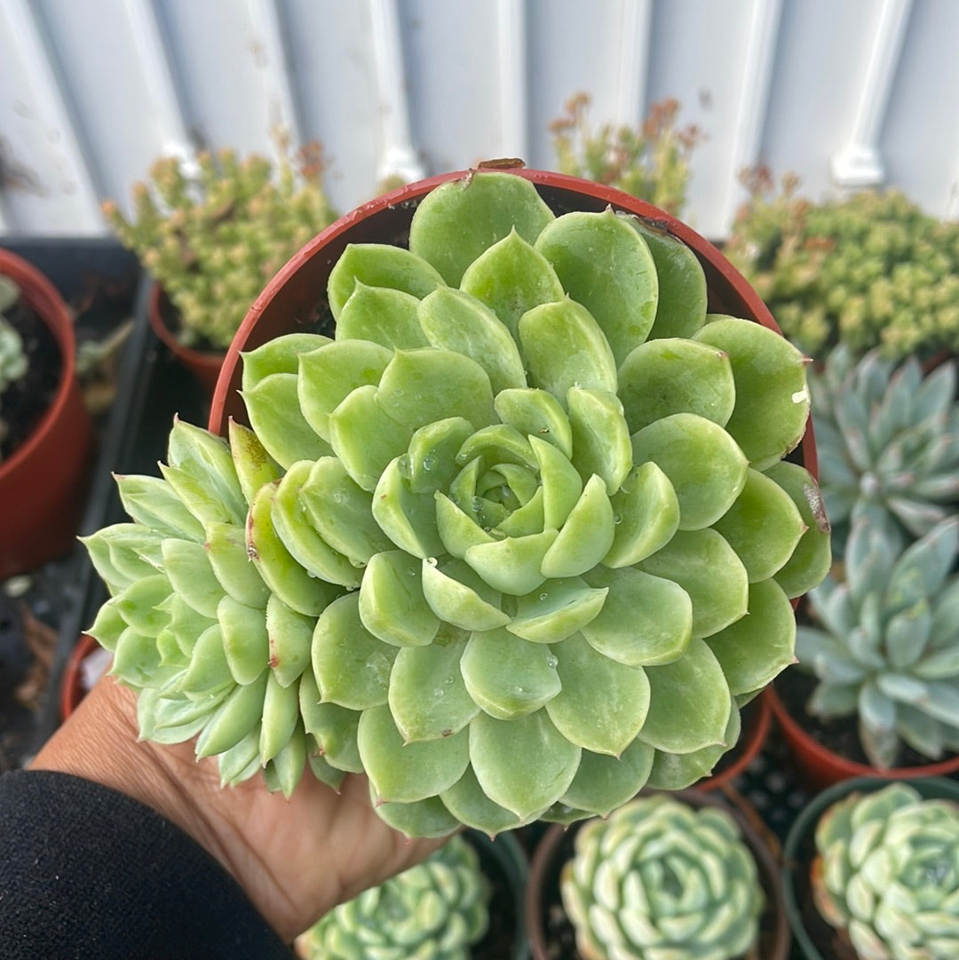 E. Lime and chili
