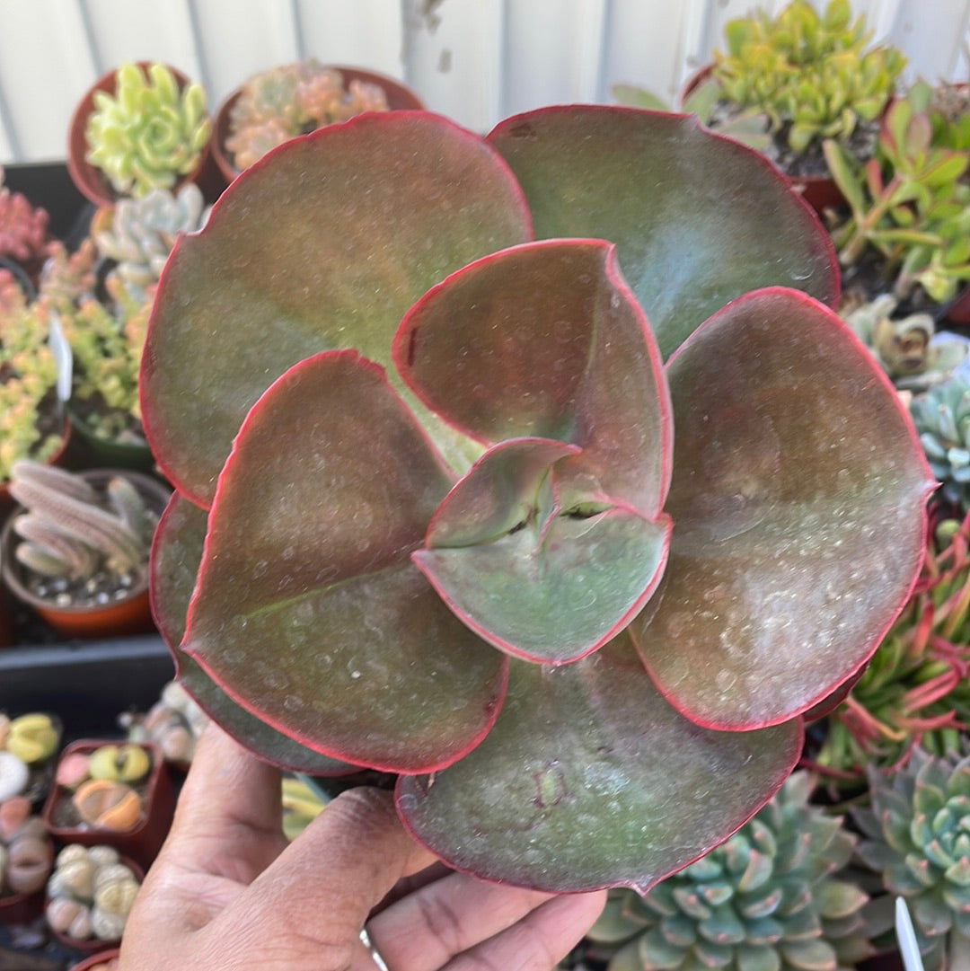 Echeveria ‘Big Red’