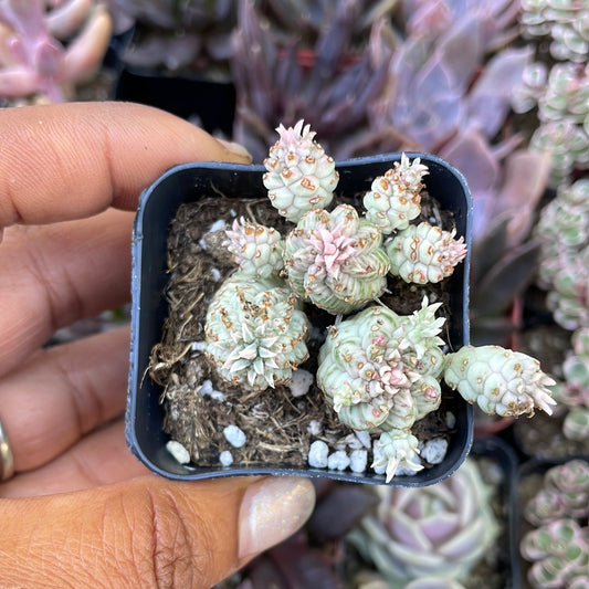 Variegated Corn Cob Cactus