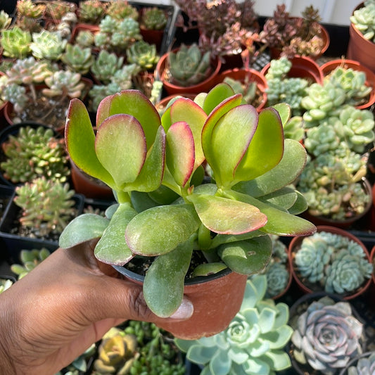 Crassula Ovata - Jade Plant