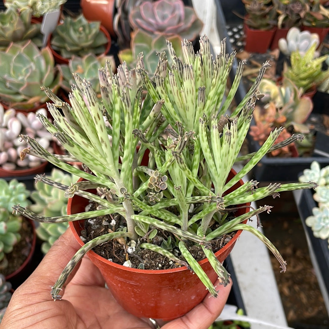 Kalanchoe delagoensis - Chandelier Plant, Mother of Millions