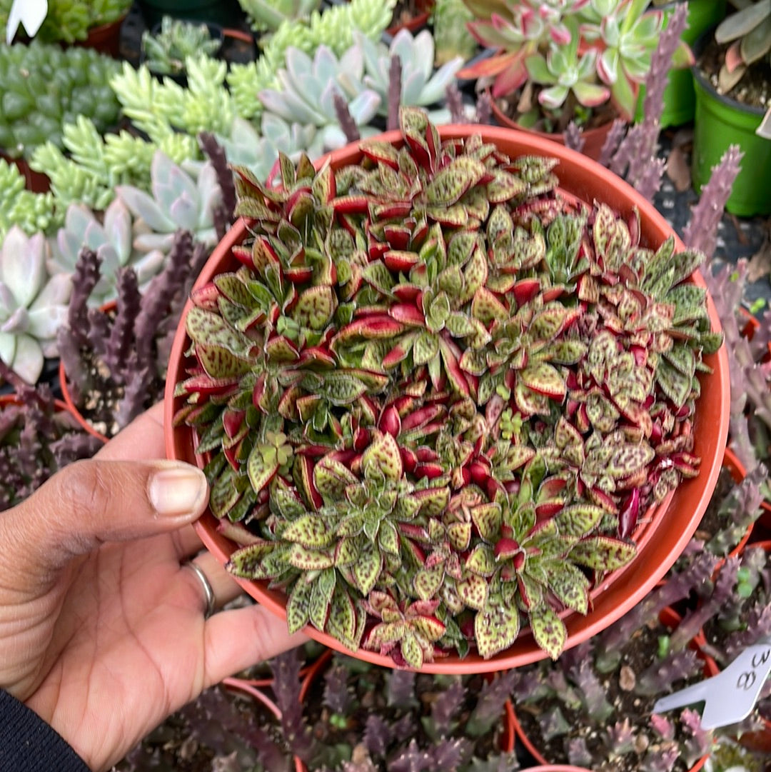 Crassula Tiger Jade succulent