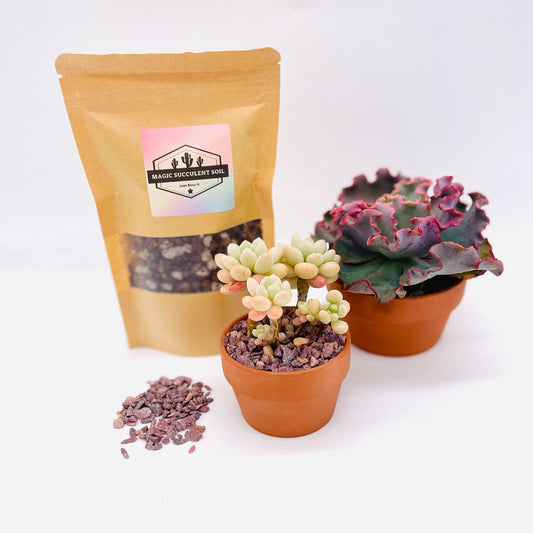 Succulent Potting Pack