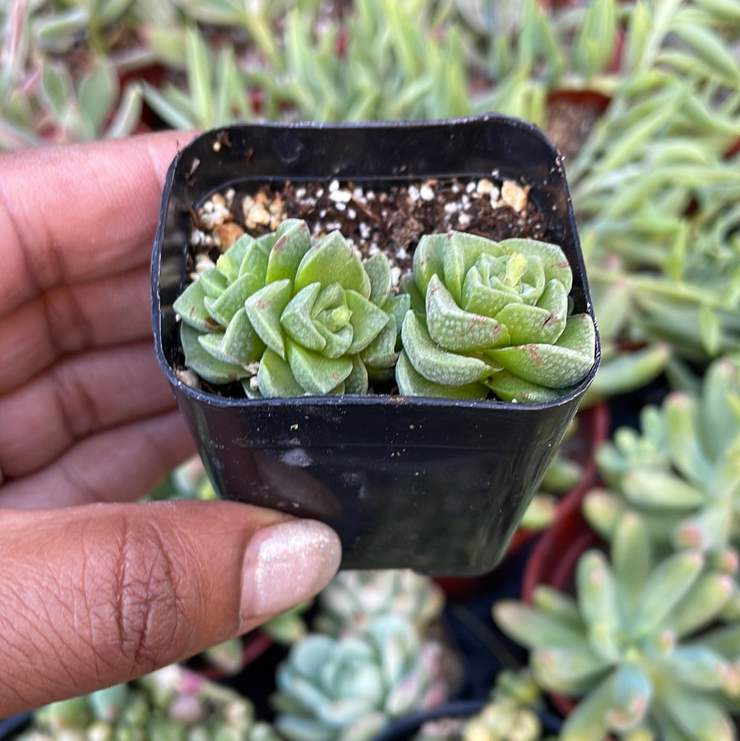 Crassula Susannae