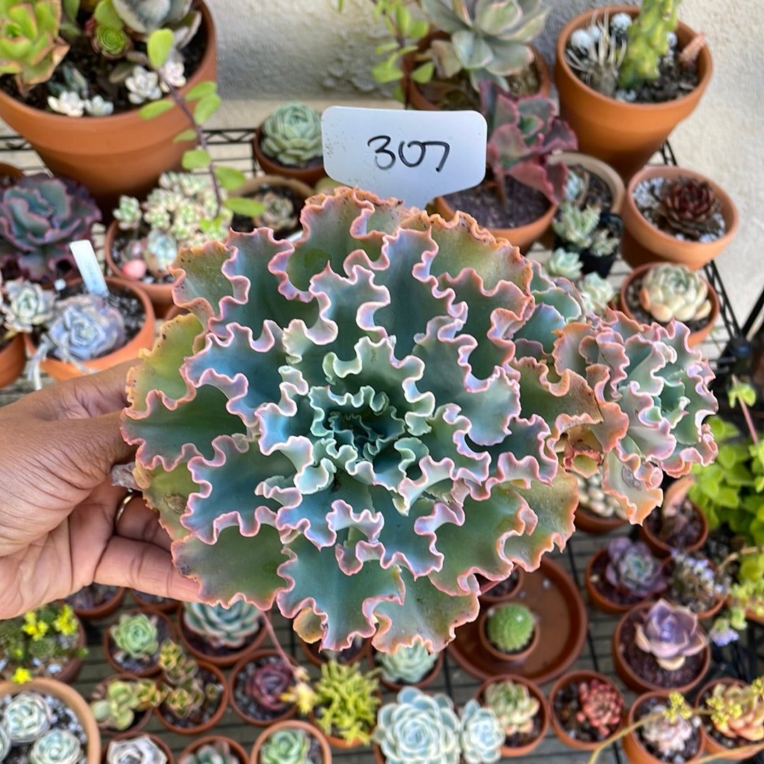 6 Inch Succulents