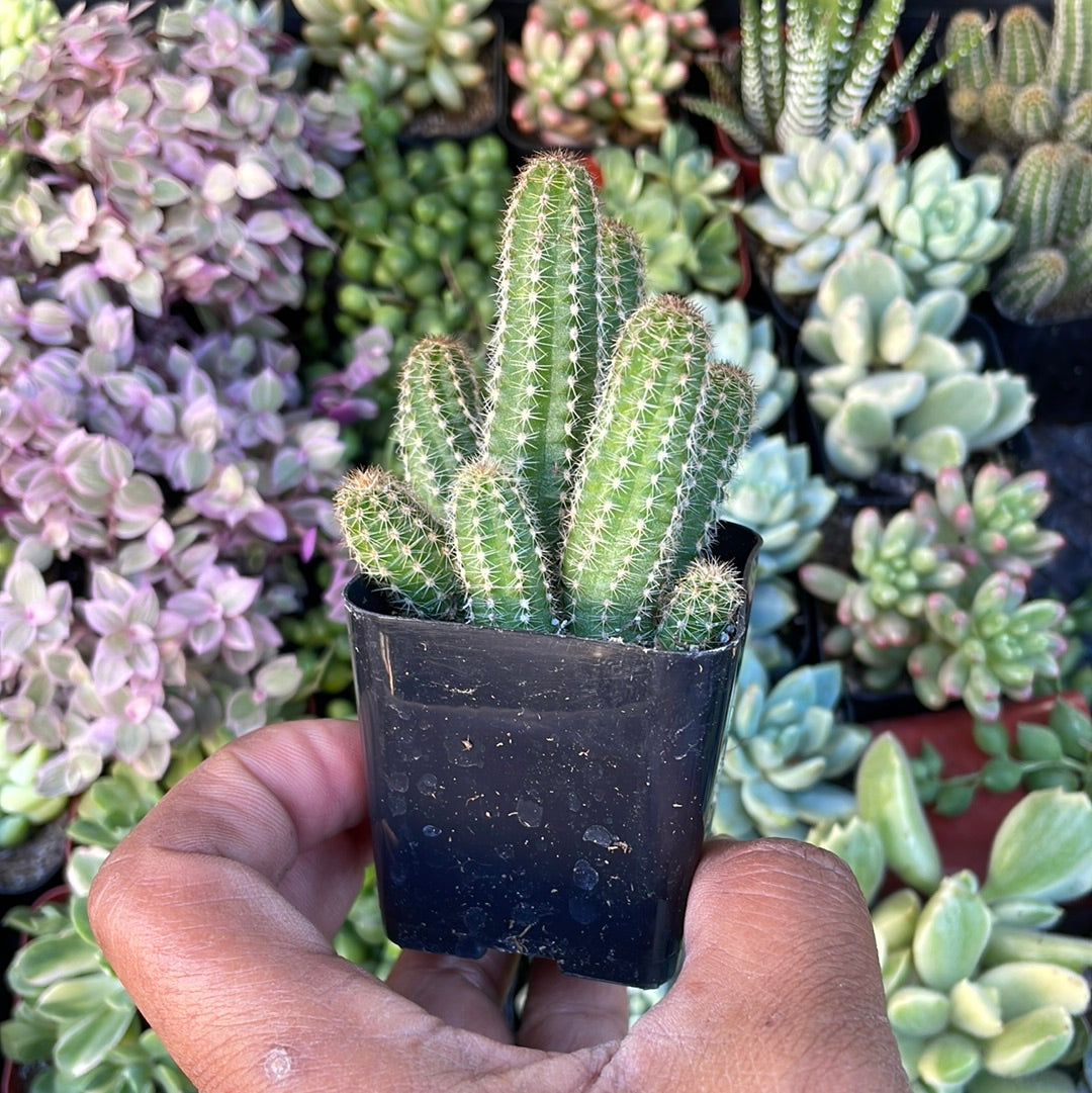 Echinopsis chamaecereus - Peanut Cactus