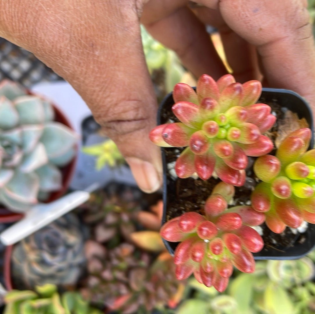Sedum Rubrotinctim - (fragile leaves)