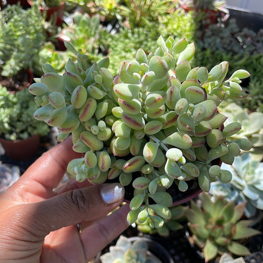 Cotyledon Pendens